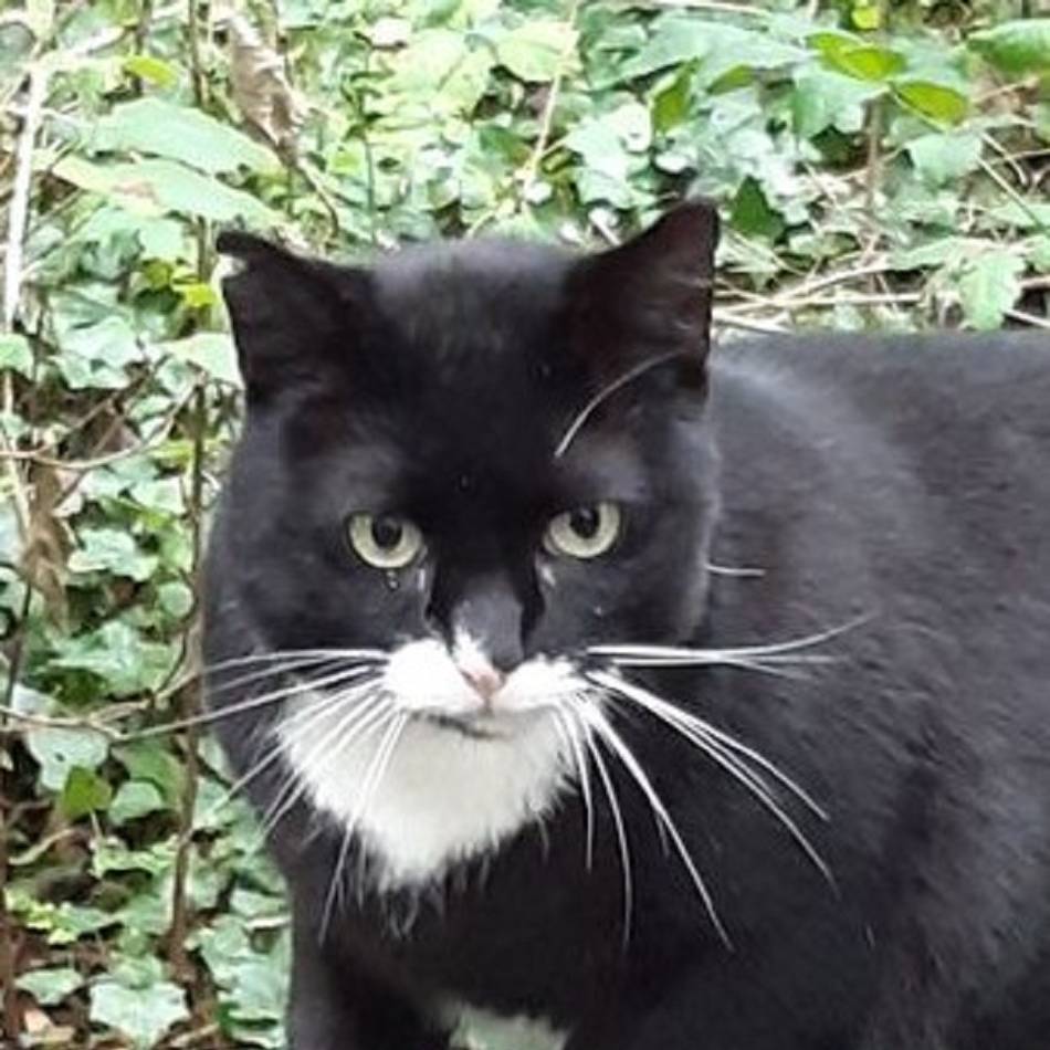 Tiere in Düsseldorf: Katzenretter in Gerresheim brauchen dringend Unterstützung