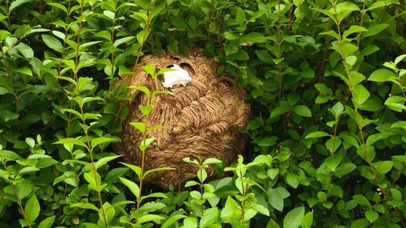 Zwei Nester in Grevenbroich entfernt: „Die Asiatische Hornisse ist deutlich aggressiver“