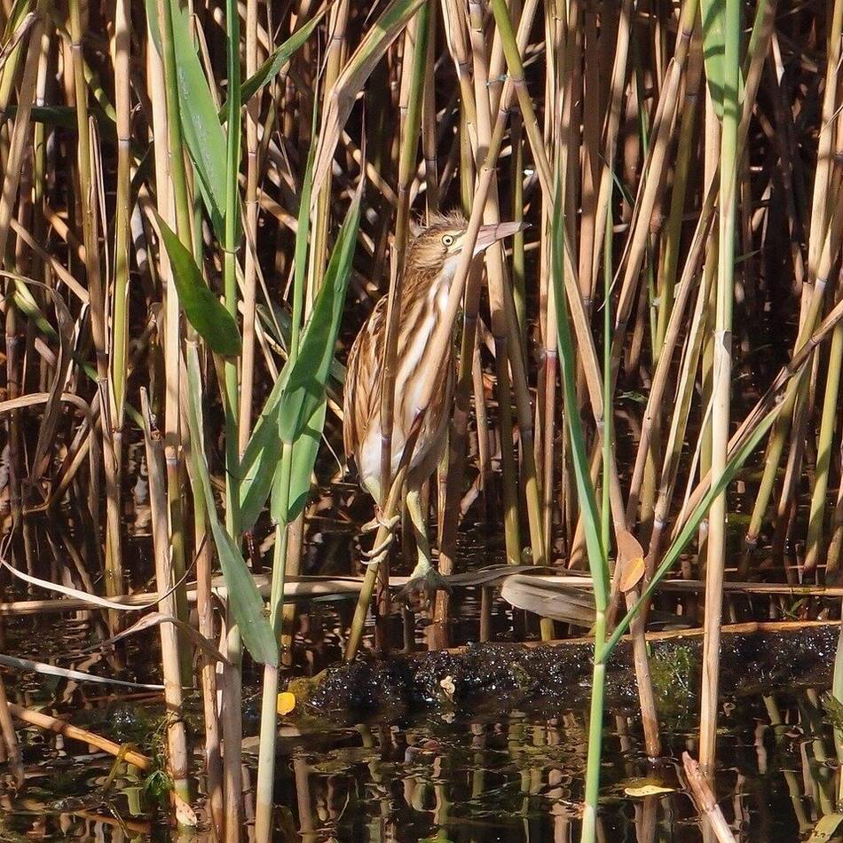 Serie Seltene Tiere an den Krickenbecker Seen: Rohrdommel – ein ganz seltener Gast