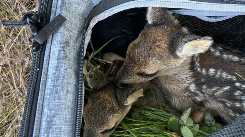 Leverkusener Jägerschaft aktiv: 25 Reh-Kitze vor dem Mähdrescher gerettet