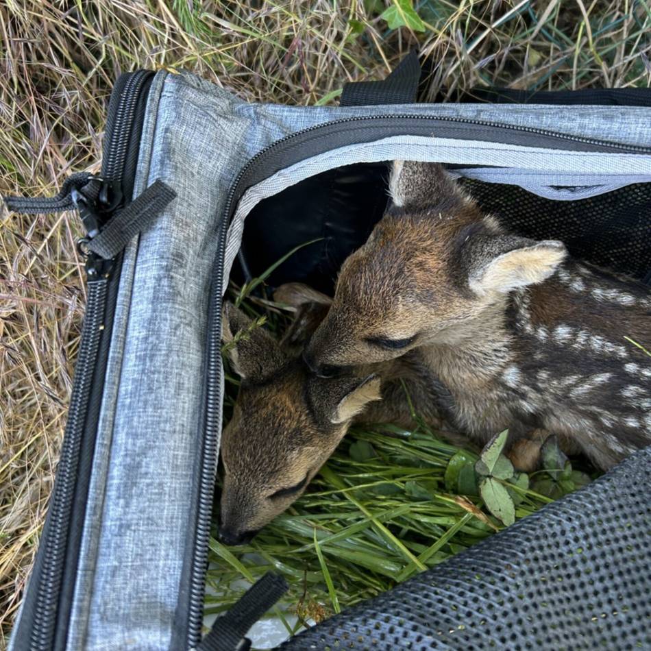 Leverkusener Jägerschaft aktiv: 25 Reh-Kitze vor dem Mähdrescher gerettet