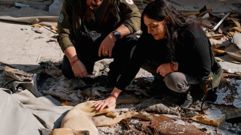 Prominente Tierschützerin gibt Vorsitz ab: „Das Tierheim Dormagen ist sicher“