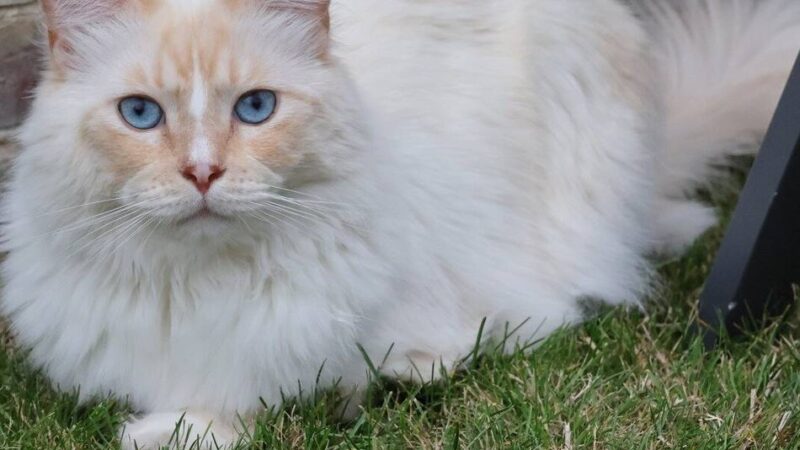 Schönste Katze des Landes kommt aus Korschenbroich: Kater wählt verrückte Orte für Streicheleinheiten