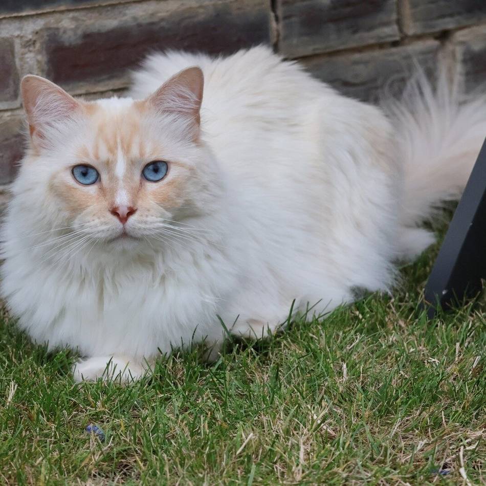 Schönste Katze des Landes kommt aus Korschenbroich: Kater wählt verrückte Orte für Streicheleinheiten