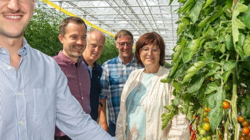 In Auwel-Holt entsteht ein neues Riesen-Gewächshaus: 25 Millionen Euro für Bio-Tomaten aus der Region