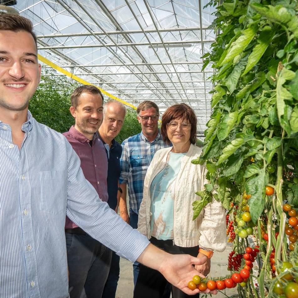 In Auwel-Holt entsteht ein neues Riesen-Gewächshaus: 25 Millionen Euro für Bio-Tomaten aus der Region