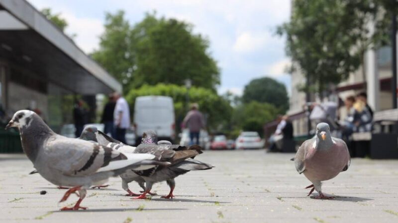 Politik hakt bei der Verwaltung nach: Gibt es zu viele Stadttauben in Leverkusen?