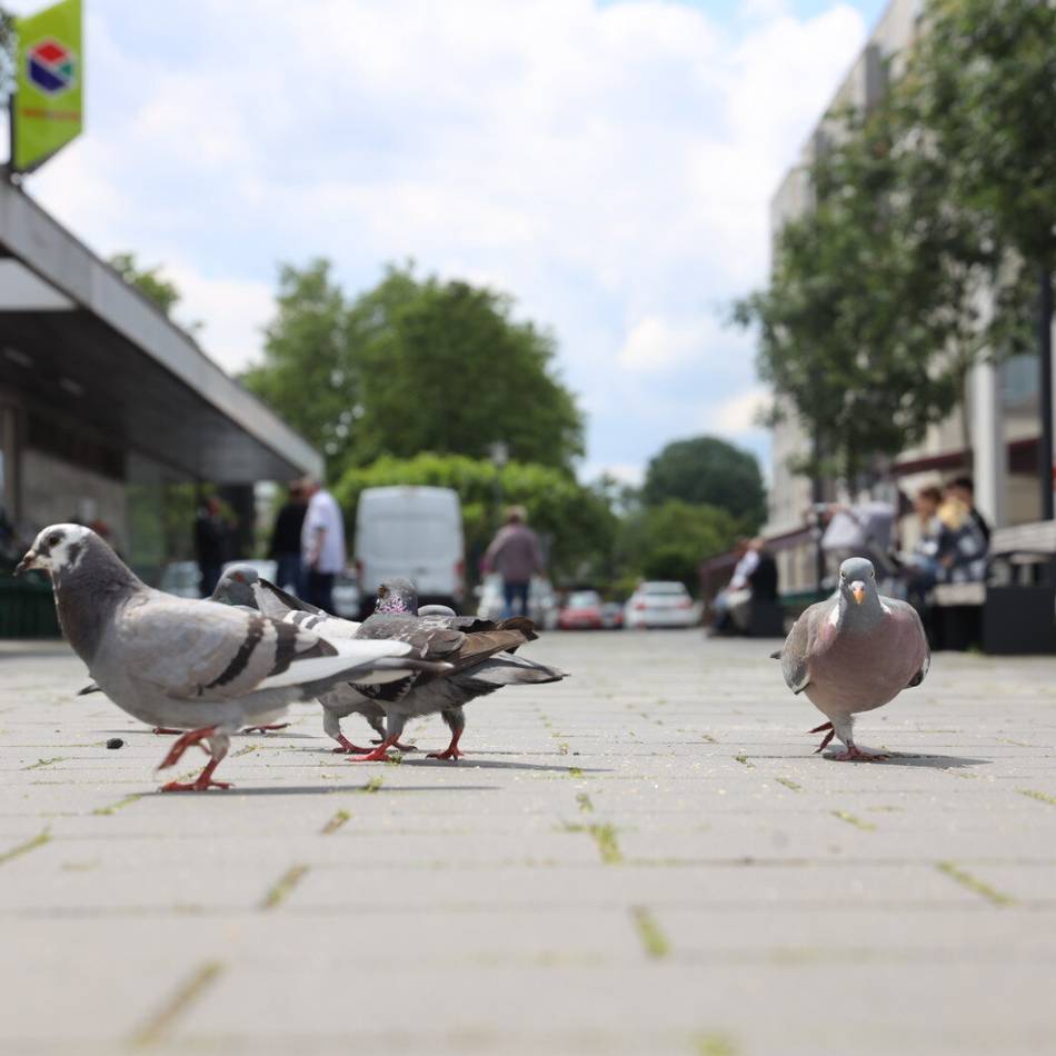Politik hakt bei der Verwaltung nach: Gibt es zu viele Stadttauben in Leverkusen?