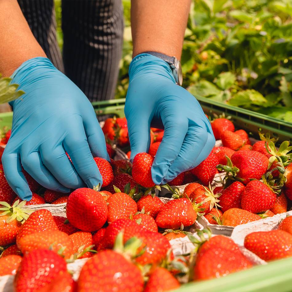 Appell an Landwirte im Kreis Viersen: Agrar-Gewerkschaft fordert fairen Umgang mit Erntehelfern