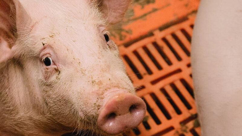 Gewerkschaft fordert zur Teilnahme auf: Untersuchung fragt: Wie zufrieden sind Beschäftigte in der Tierhaltung?