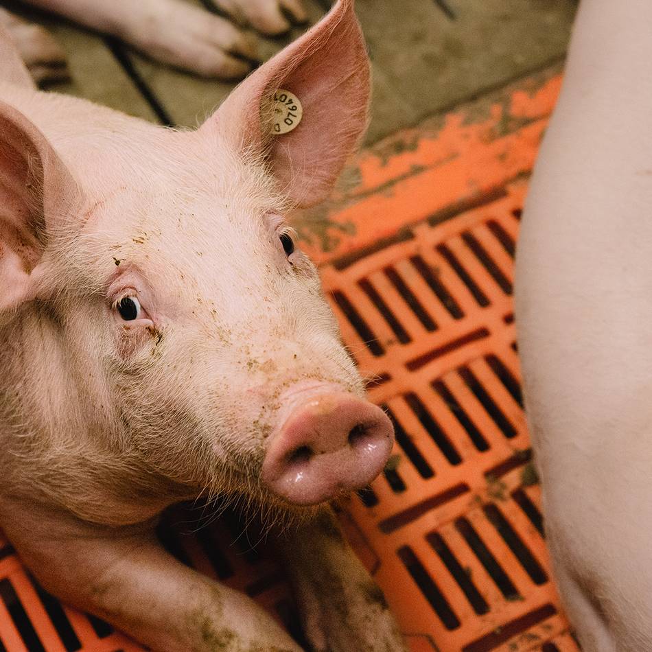 Gewerkschaft fordert zur Teilnahme auf: Untersuchung fragt: Wie zufrieden sind Beschäftigte in der Tierhaltung?