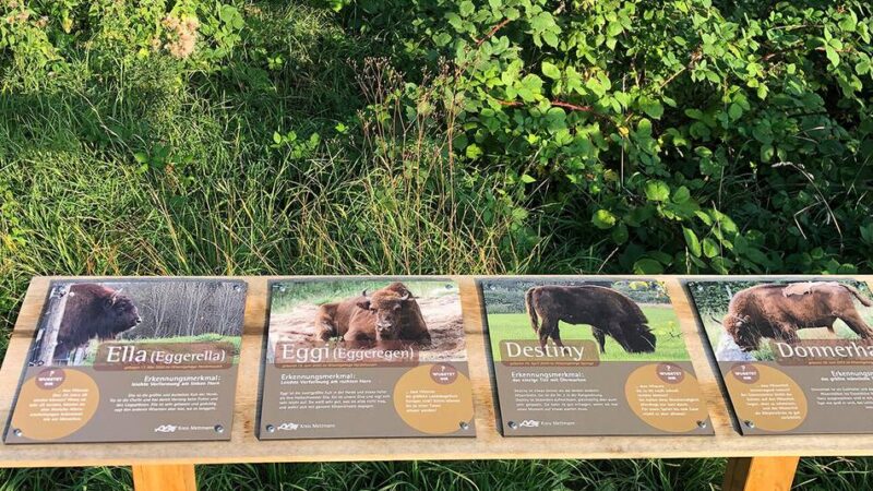 Neue Infotafeln am Eiszeitlichen Wildgehege: Tierinformationen garniert mit einem Schuss Gehege-Klatsch