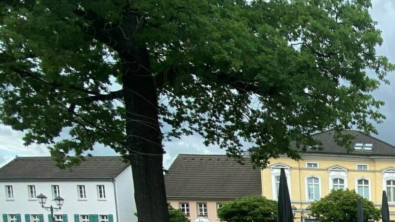 Viele Hildener in Sorge um „ihren“ Baum: Pilzbefall keine Gefahr für die Eiche am Alten Markt