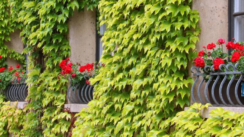 Klimaschutz in Leverkusen: Verhinderte Grünsatzung wird zum Leitfaden für Bürger
