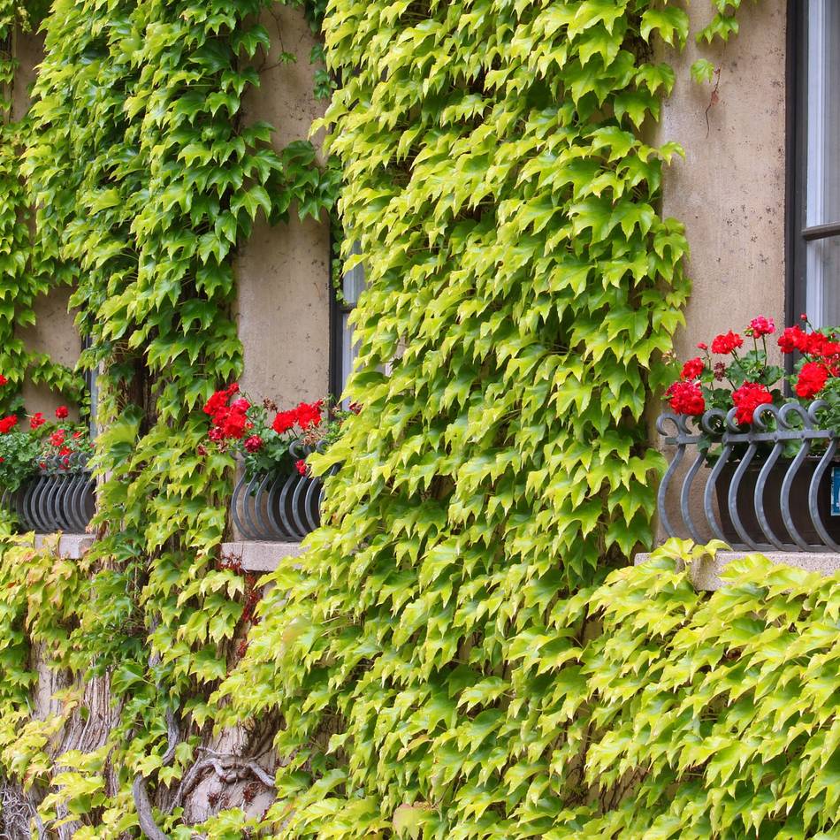 Klimaschutz in Leverkusen: Verhinderte Grünsatzung wird zum Leitfaden für Bürger