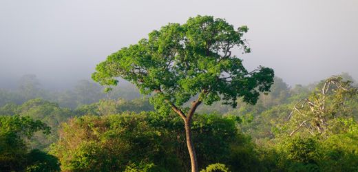 Klimawandel lässt Bäume im Amazonas immer größer werden