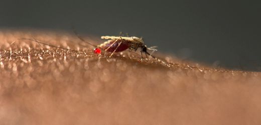 Mücken: Wer wird gestochen? Wissenschaftliches Experiment auf Festival