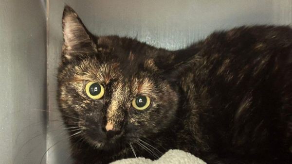 Schüchterne Katze Frida sehnt sich nach ruhigem Zuhause