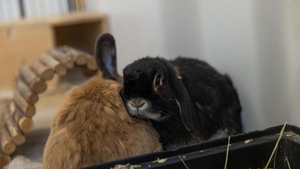 Nach zehn Jahren: Velberter Tierhotel schließt vorübergehend