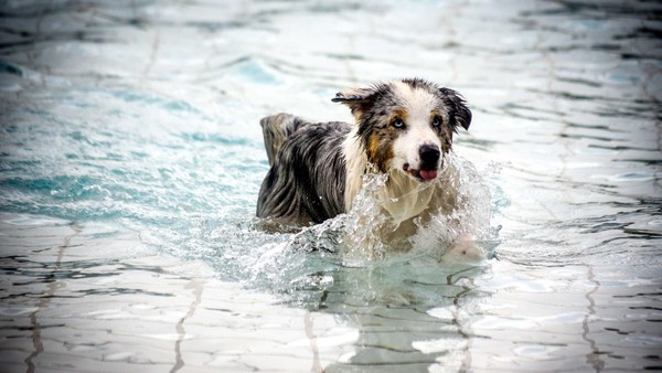 Hundeschwimmen in Velbert: Tierischer Spaß im kühlen Nass