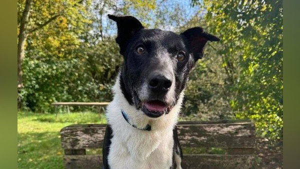 Langezeit-Insasse Luc: Border Collie sucht liebevolles Zuhause