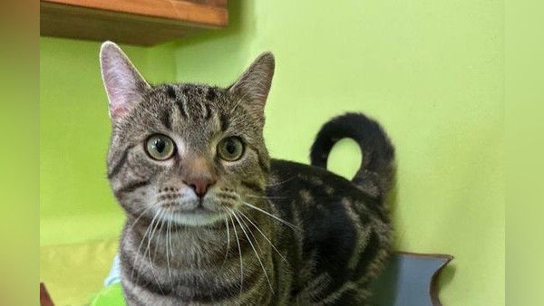 Niemand vermisst Miko: Velberter Fundkater sucht neues Zuhause