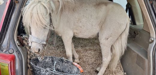 Aachen: Polizei stoppt Autofahrerin in pinkem Pkw mit weißem Pony im Kofferraum