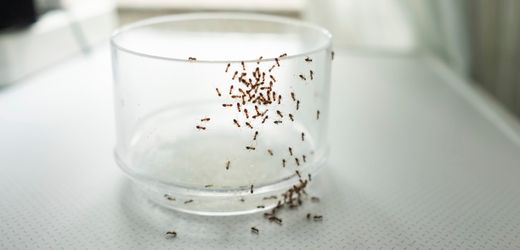 Ameisen in Haus und Garten bekämpfen: Welches Hausmittel wirklich gegen Ameisen hilft