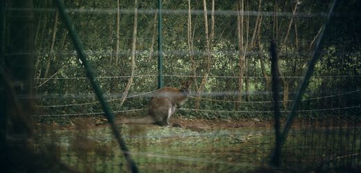 Berlin – Känguru entlaufen: Das verlegte Känguru