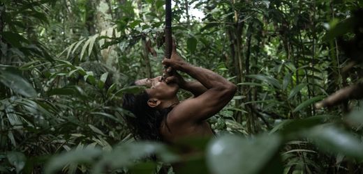 Amazonas: Indigene Schutzgebiete bewahren vor Seuchen