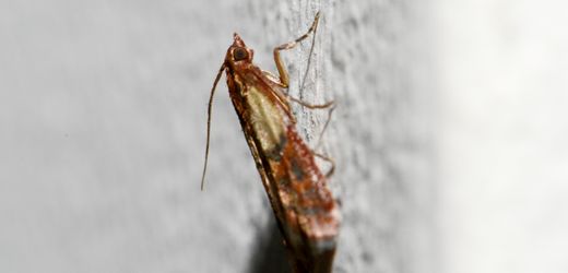 Lebensmittelmotten in der Küche: Was hilft? Mit diesen Tipps werden Sie die Insekten los