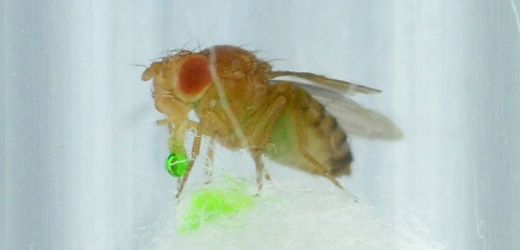 Fruchtfliegen: Forschende in China sehen Tieren beim Kotzen zu