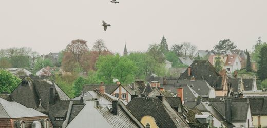 Limburg: Stadttauben – Stadt gibt Plan zur Taubentötung auf