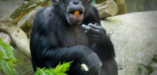 Bremerhaven: Veterinäramt untersucht Tötung von Affenbaby durch Zoo