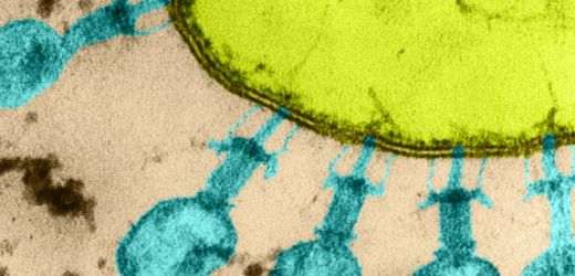 Künstliche Intelligenz: KI-designtes Virus tötet Kolibakterien