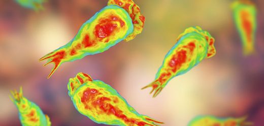 Indien meldet starken Anstieg von Todesfällen durch hirnzerstörende Amöbe Naegleria fowleri