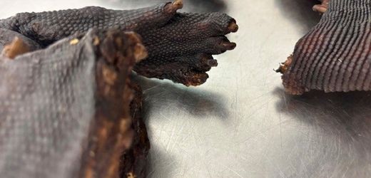München: Mann mit Waranfleisch am Flughafen erwischt