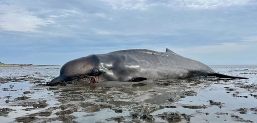 Sylt: Wie oft sterben Wale auf deutschen Inseln?