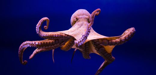 Kraken haben Lieblingsarme, zeigt eine Studie