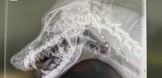 Bautzen: Hund überlebt 42 Kopfschüsse – Ermittlungen gegen Herrchen