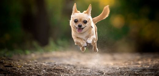 ADHS bei Hunden: Forscher entwickeln Diagnostik für das Haustier