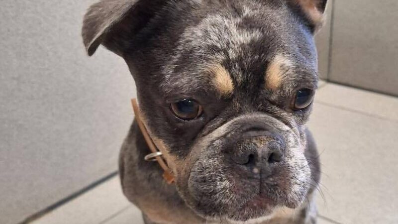 Dramatischer Appell vom Tierheim Hilden: „Hier arbeiten Menschen, die ohnehin schon völlig am Anschlag sind“