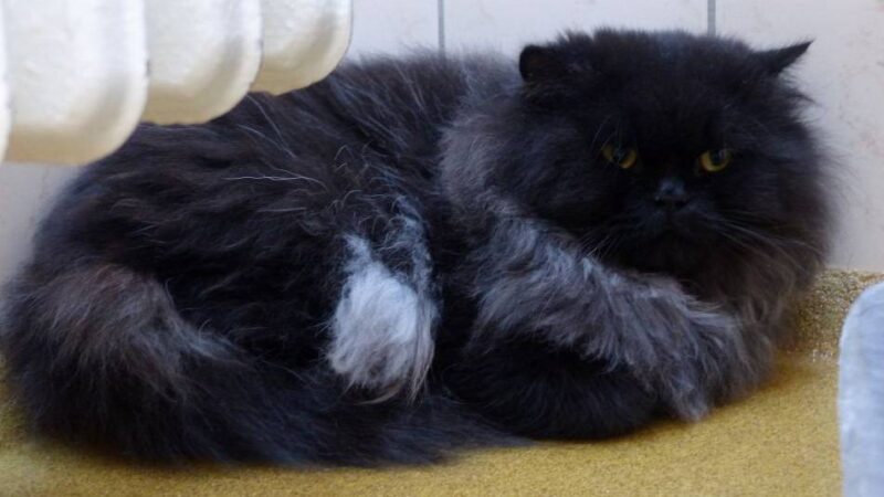 Tier der Woche: Dieser Kater braucht Katzenkenner