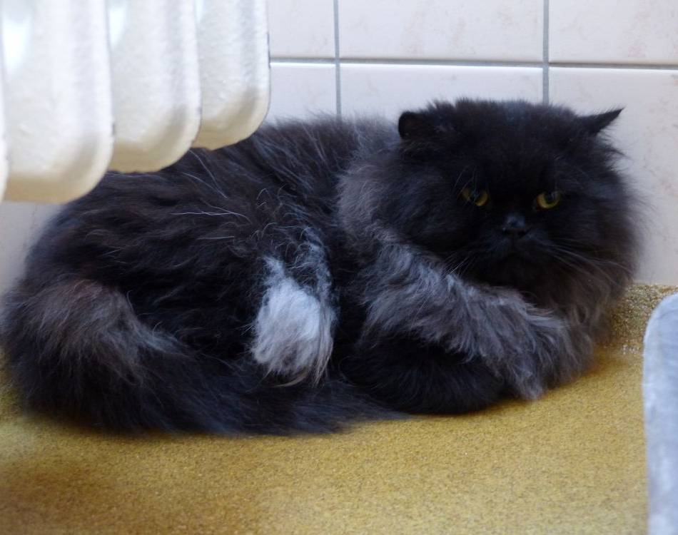 Tier der Woche: Dieser Kater braucht Katzenkenner