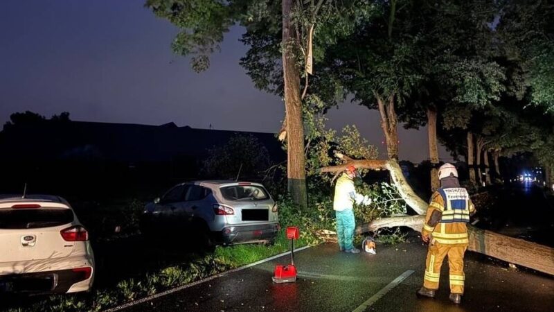 Anrather Straße in Vorst: Umstürzender Baum sorgt für Verkehrsunfall
