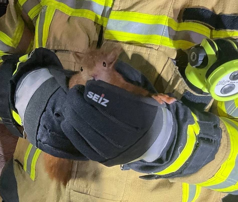 In Alpen am Niederrhein: Feuerwehr befreit steckengebliebenes Eichhörnchen