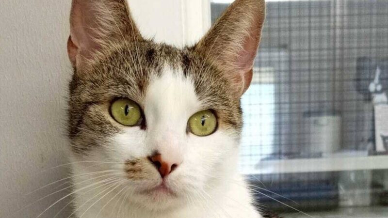 Tier der Woche aus Hilden: Katze Alina sucht liebevolles Zuhause mit Freigang