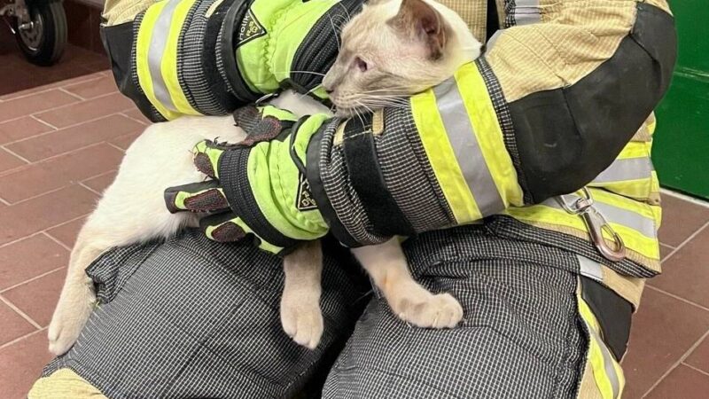 Bei Hünxe: Feuerwehr rettet Katze aus Schleusenkammer