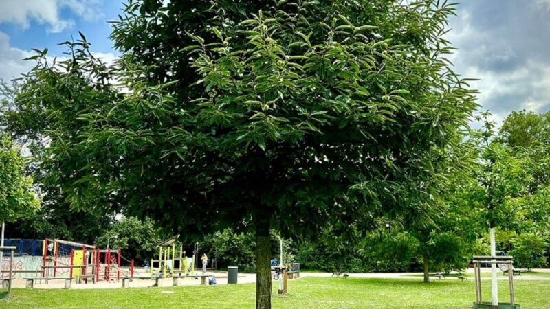 Natur in Düsseldorf: Mit Fachleuten unterwegs im Grünen