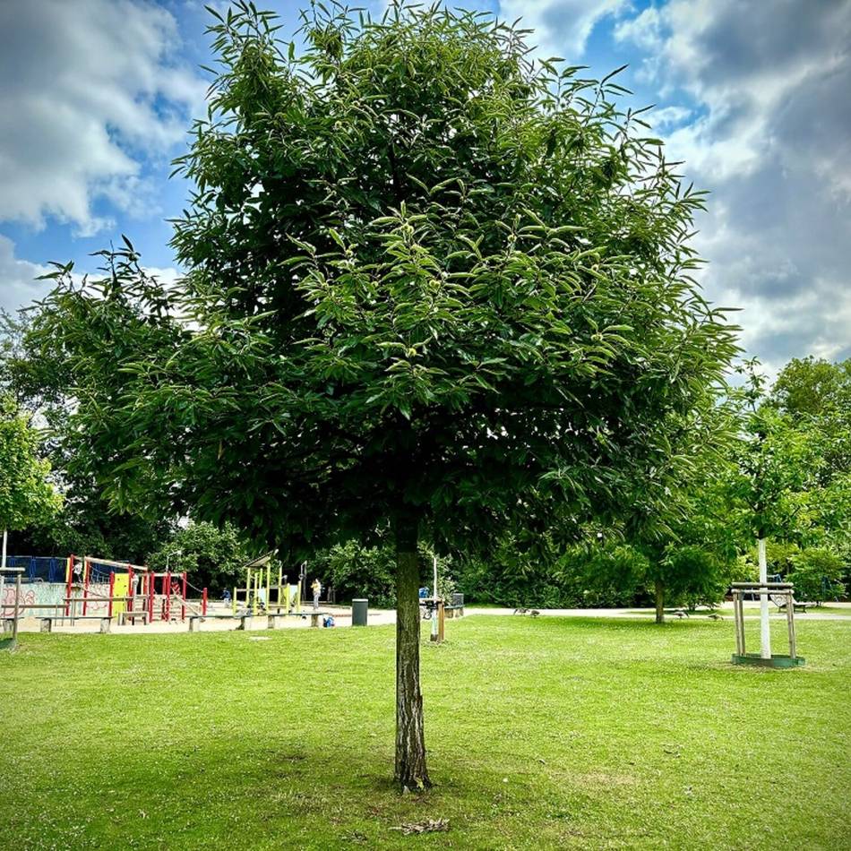 Natur in Düsseldorf: Mit Fachleuten unterwegs im Grünen